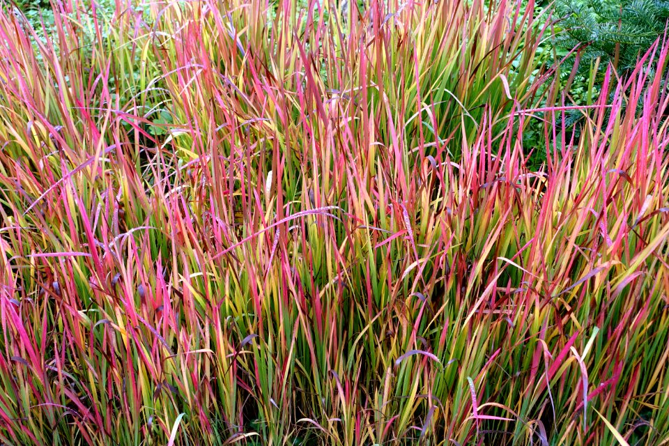 Grasses - Landesgartenschau-Park - Würzburg, Germany - DSC04407
