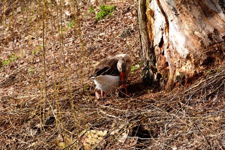 Graugans am Ufer