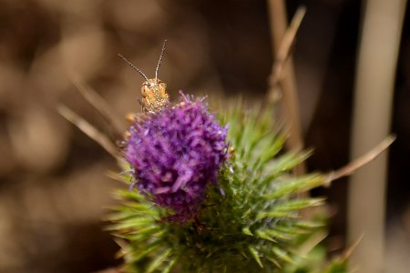 Grasshopper (3) photo