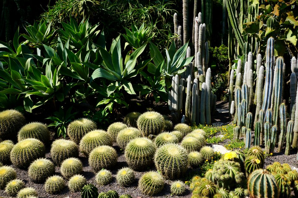 Plant botanical garden überlingen