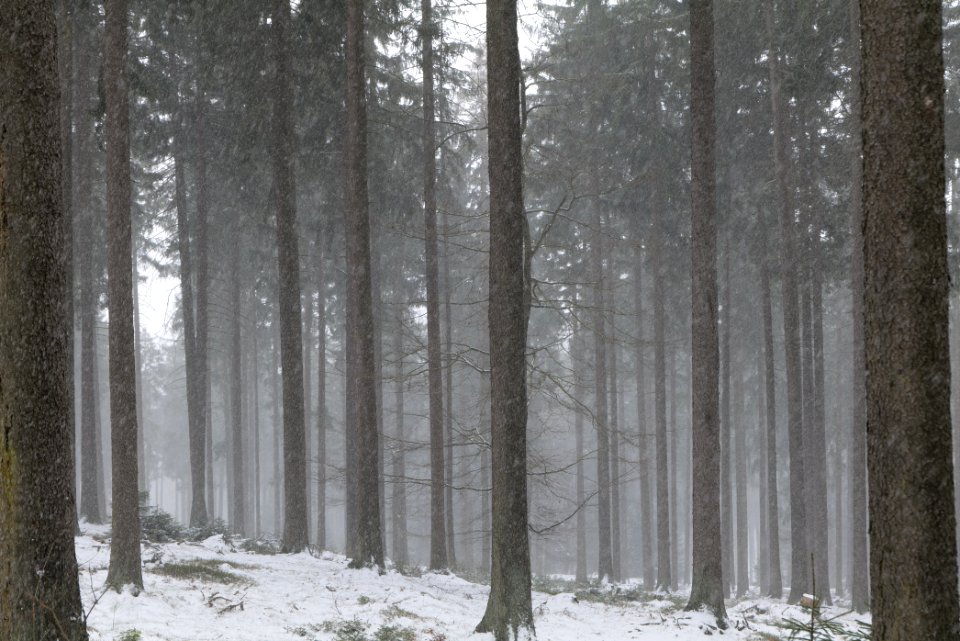 Graupel in Taunus forest Oberstedten 2021-04-06 15