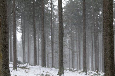 Graupel in Taunus forest Oberstedten 2021-04-06 15