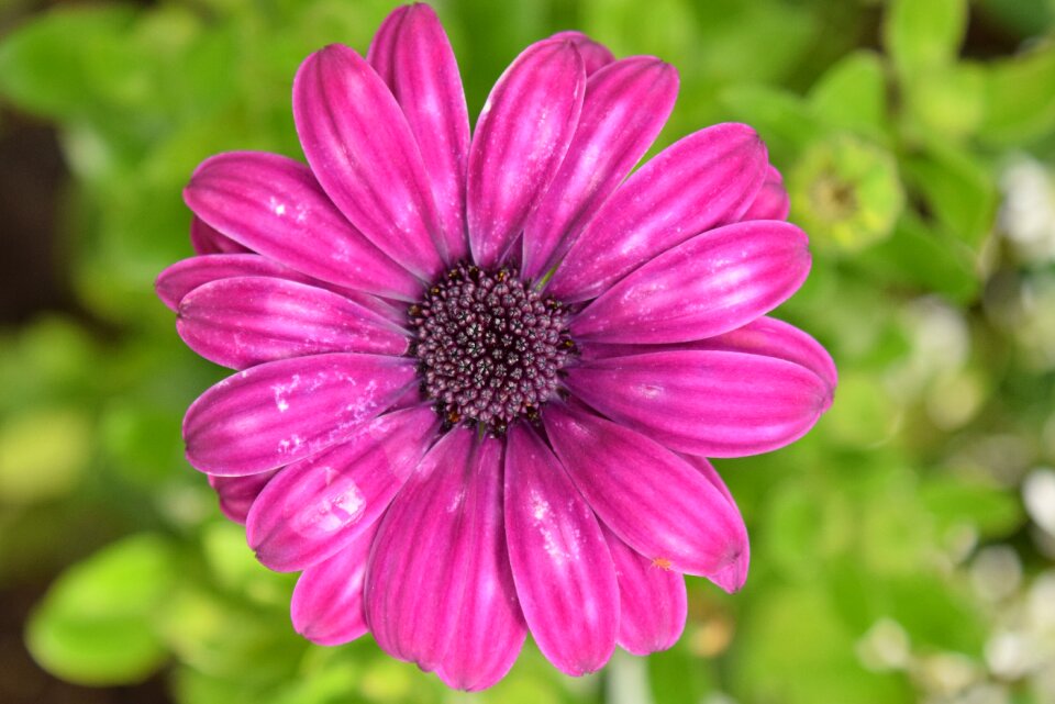 Bloom purple purple flower