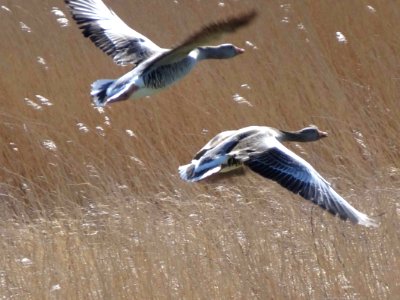 Grauwe ganzen2 nabij het IJsselmeer