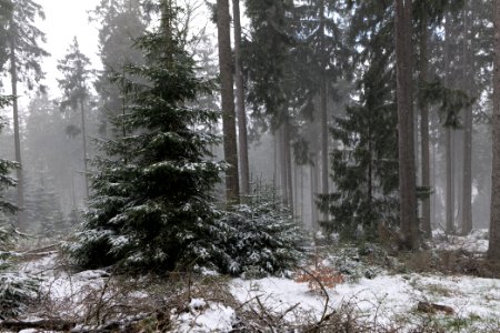 Graupel in Taunus forest Oberstedten 2021-04-06 20