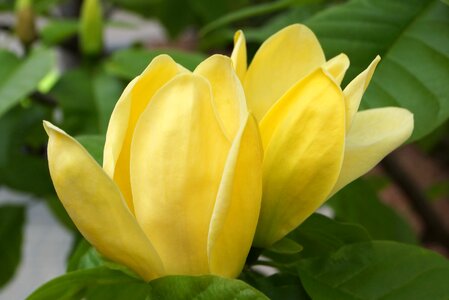 Yellow flowers nature closeup