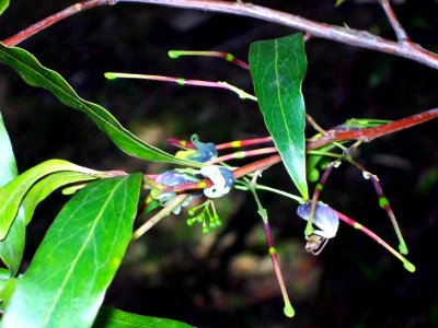 Grevillea shiressii leaves & flowers