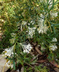 Grevillea white wings