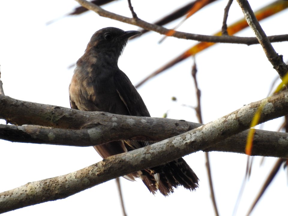 Grey bellied cuckoo (Cacomantis passerinus) ചെറുകുയിൽ