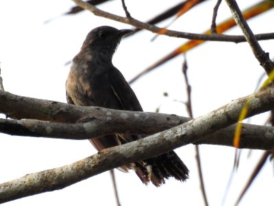 Grey bellied cuckoo (Cacomantis passerinus) ചെറുകുയിൽ