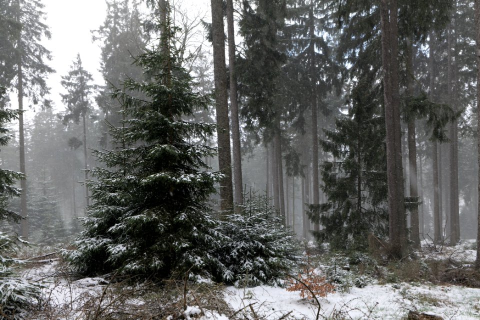 Graupel in Taunus forest Oberstedten 2021-04-06 21