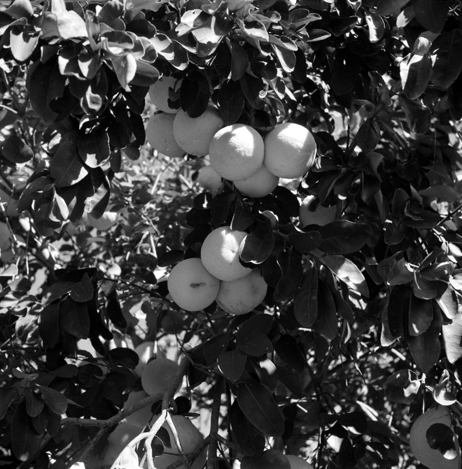 Grapefruits in de boomgaard van plantage San Juan van Harry Maal, Bestanddeelnr 252-7545