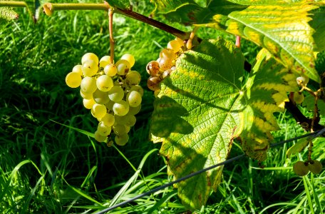 Grapes in Chateaux Luna vineyard 1