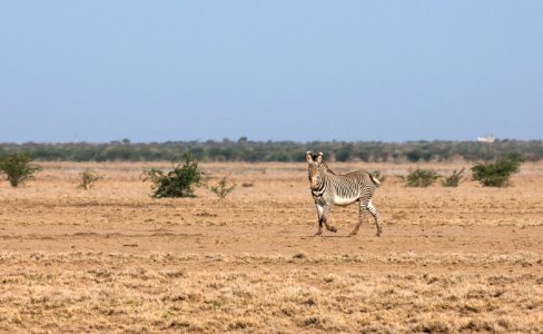 Grevyzebra-2