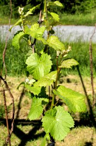 Grapevine leaves in Lysekil photo