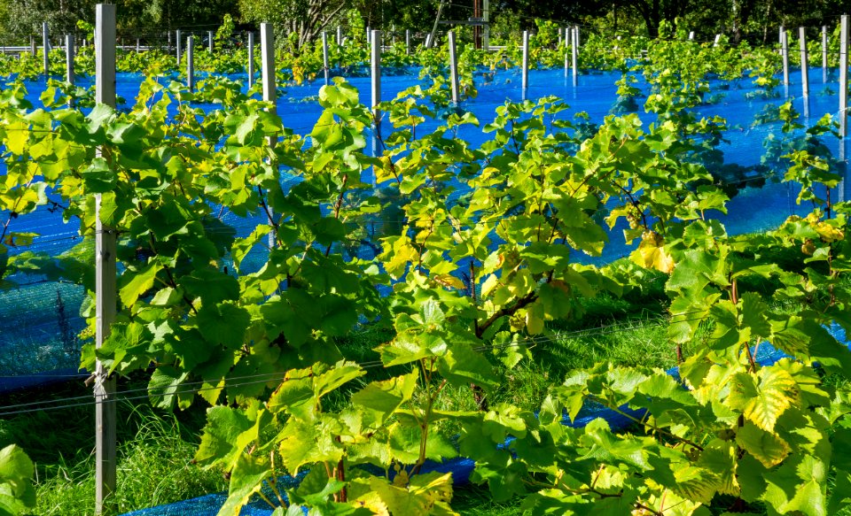 Grape plants and bird nets in Chateaux Luna vineyard 2