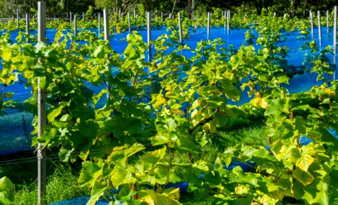 Grape plants and bird nets in Chateaux Luna vineyard 2