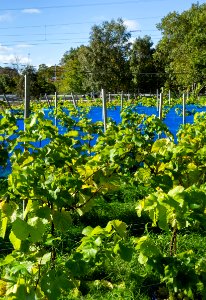 Grape plants and bird nets in Chateaux Luna vineyard 6