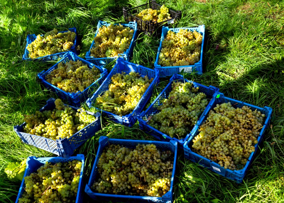 Grape harvest in Chateaux Luna vineyard 3
