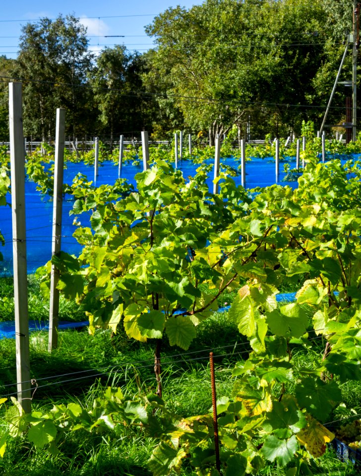 Grape plants and bird nets in Chateaux Luna vineyard 5
