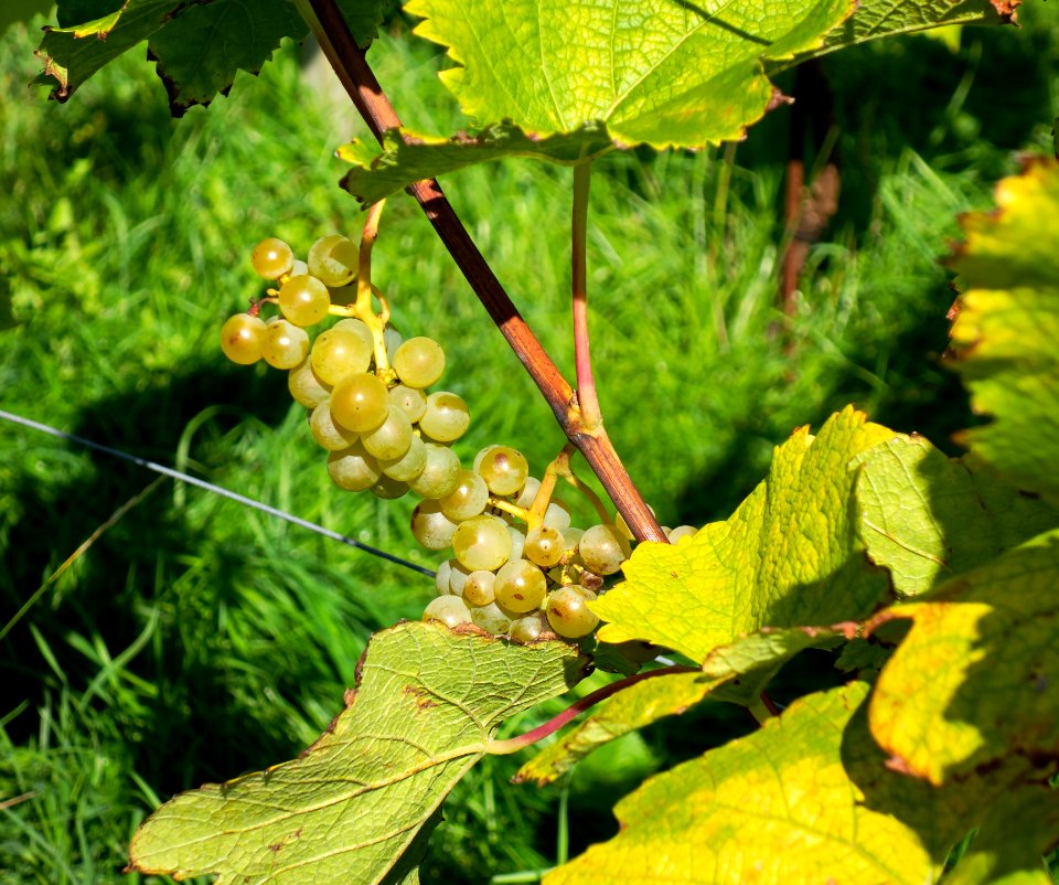 Grapes in Chateaux Luna vineyard 3