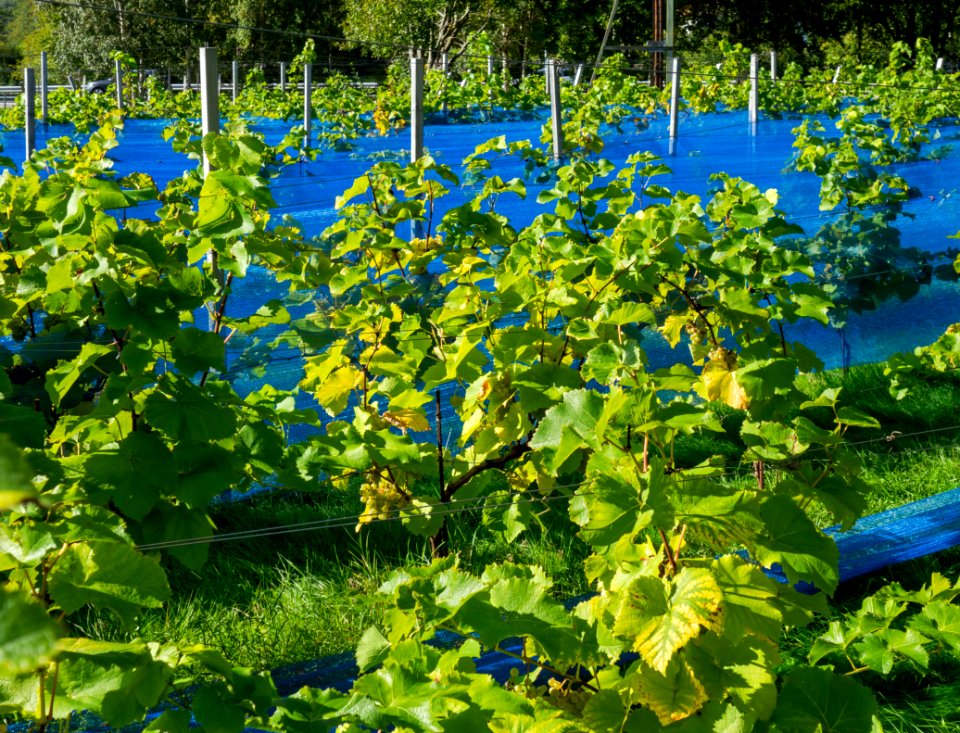 Grape plants and bird nets in Chateaux Luna vineyard 1