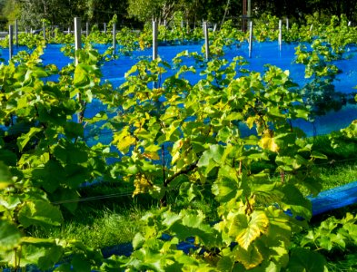 Grape plants and bird nets in Chateaux Luna vineyard 1