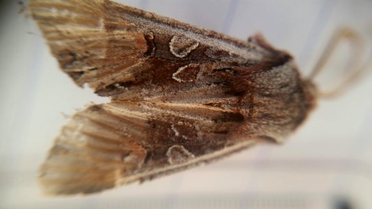 Graphania scutata2 by Siobhan Leachman