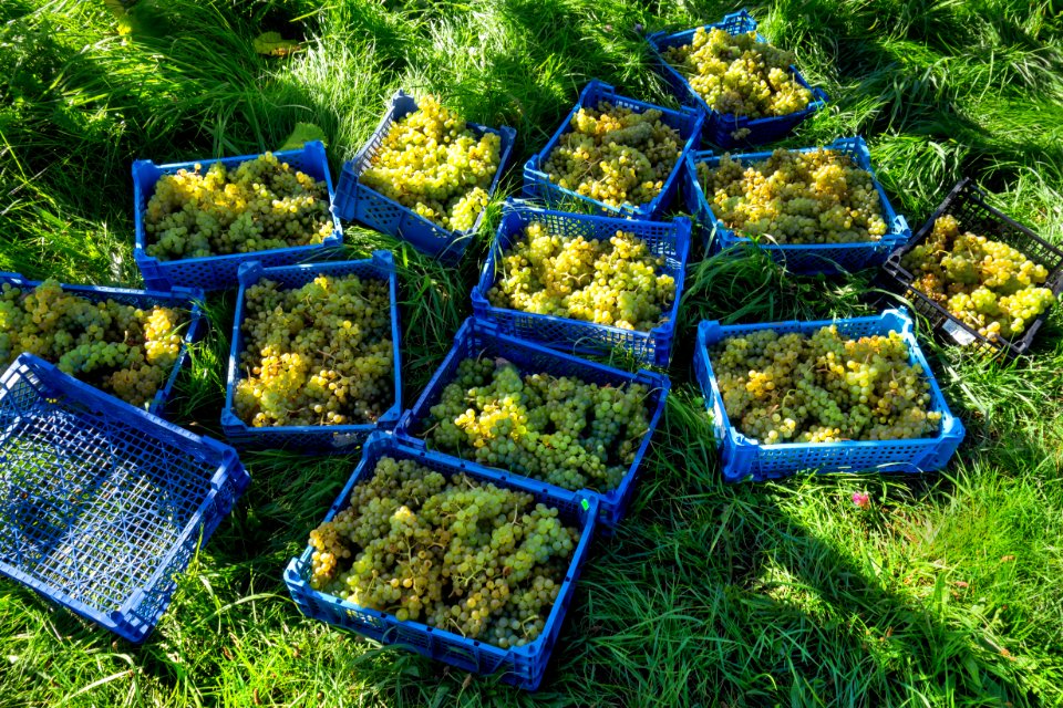 Grape harvest in Chateaux Luna vineyard 2
