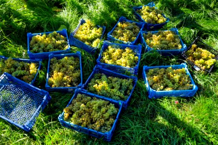 Grape harvest in Chateaux Luna vineyard 2 photo