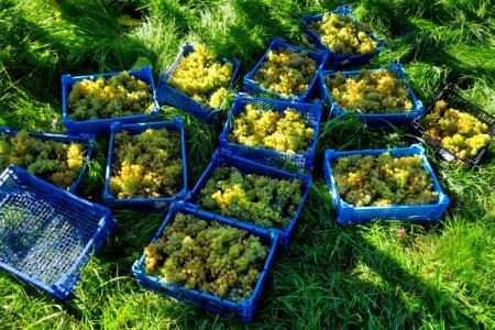 Grape harvest in Chateaux Luna vineyard 2