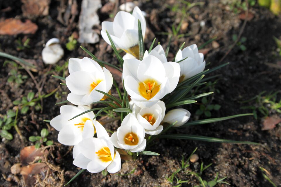 Blooms garden nature
