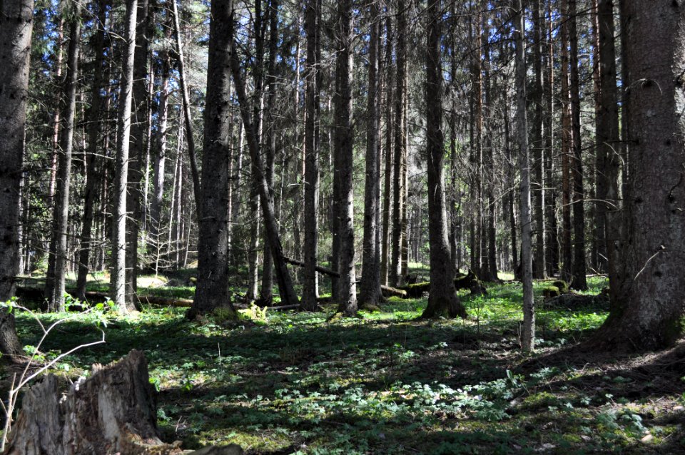 Granskog - Fjellskäfte