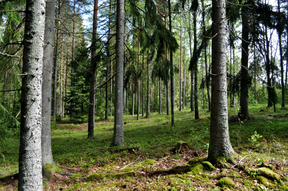 Granskog - Brunnstaåsen