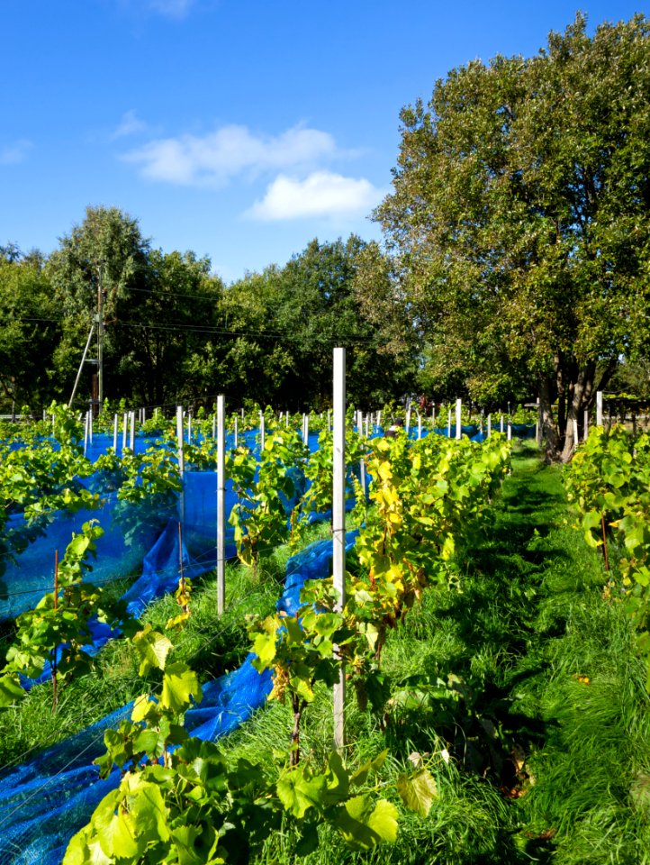 Grape plants and bird nets in Chateaux Luna vineyard 4