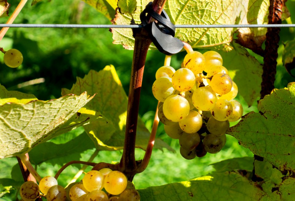 Grapes in Chateaux Luna vineyard 2