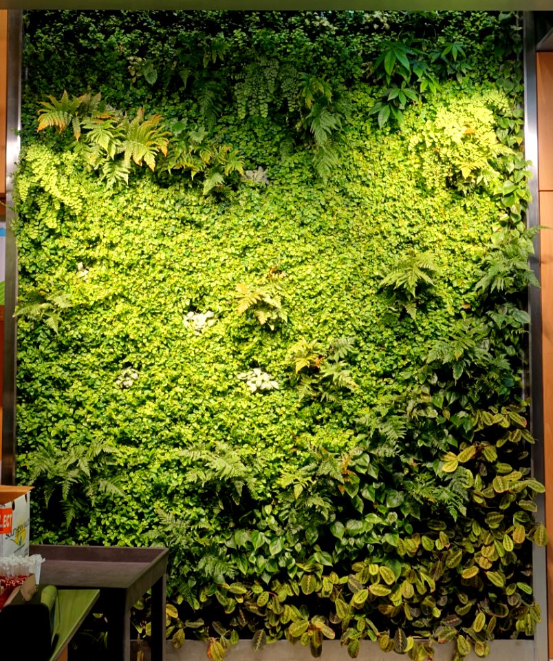Green wall in the Holyoke Center - Harvard University - Cambridge, MA - DSC06525