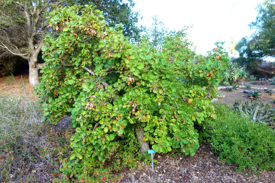 Greyia radlkoferi - San Luis Obispo Botanical Garden - DSC05975