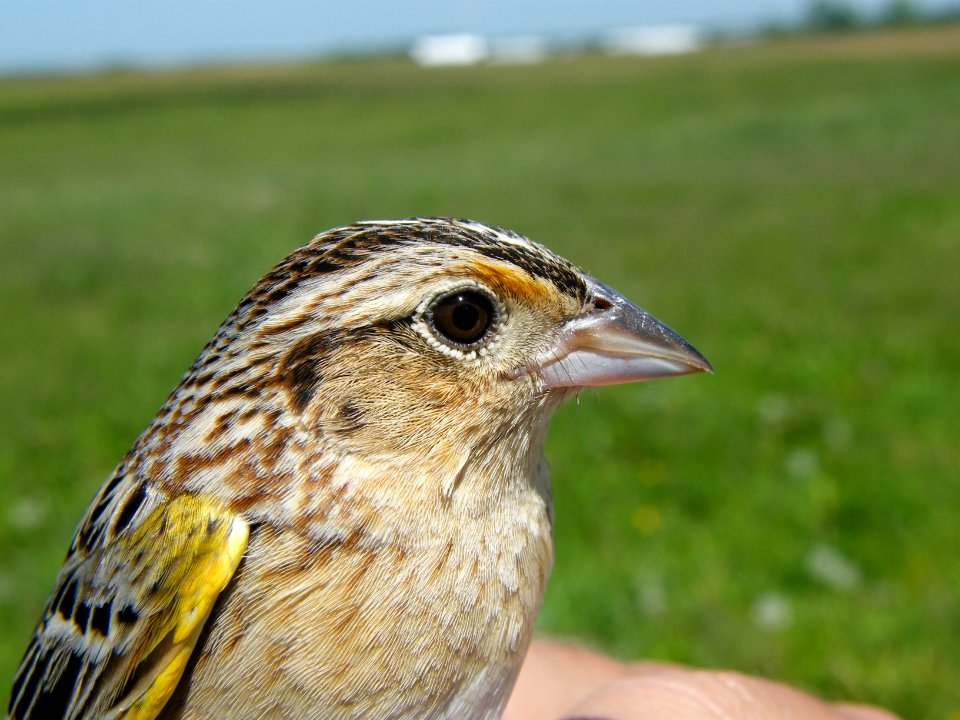 Grasshopper Sparrow head