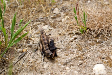 Grasshoppers mating in Iraq 05