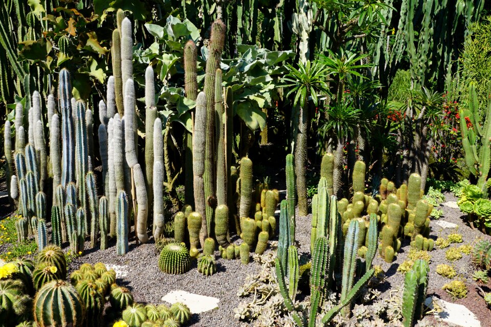 Plant botanical garden überlingen