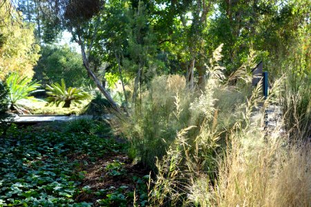 Grasses - Leaning Pine Arboretum - DSC05510