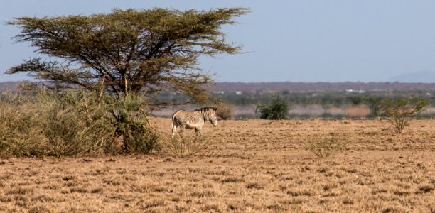 Grevyzebra at Aledeghi Wildlife Reserve