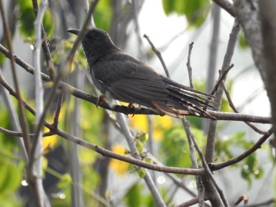 Grey bellied cuckoo( Cacomantis passerinus)ചെറുകുയിൽ