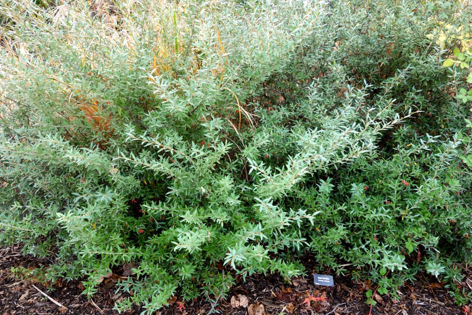 Grevillea victoriae - McConnell Arboretum & Botanical Gardens - DSC02968
