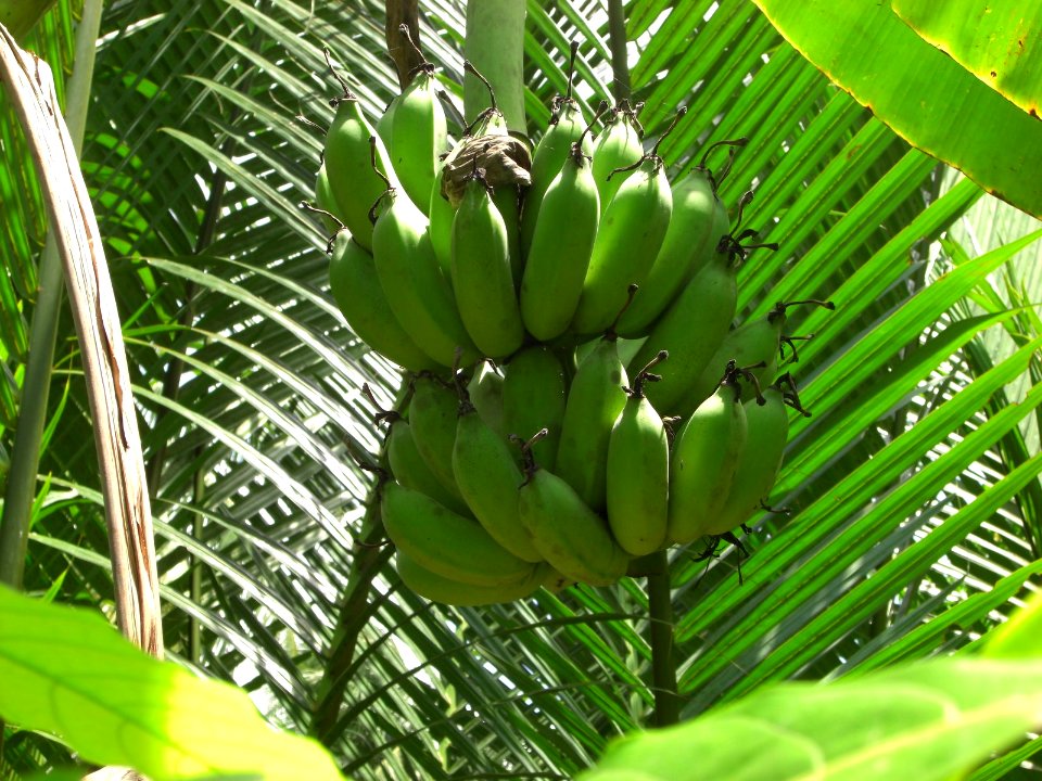 Green bananas on tree Vietnam