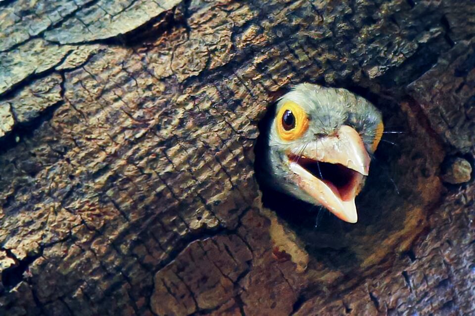 Child animal outdoor