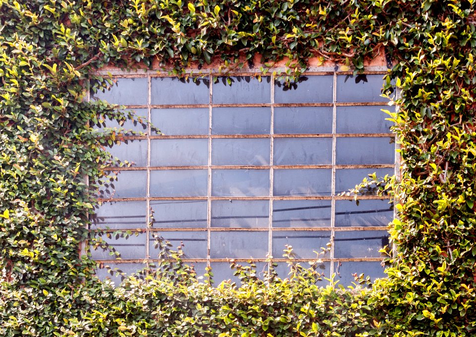 Green Windows in Butantã