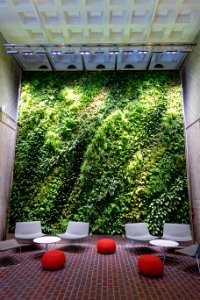 Green wall in the Holyoke Center - Harvard University - Cambridge, MA - DSC06523
