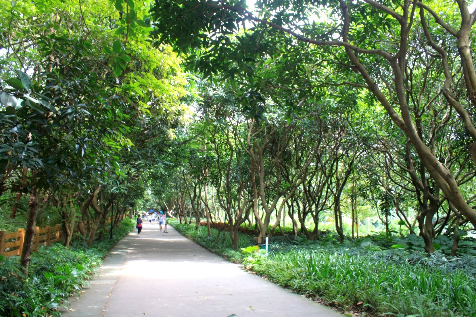 Greenway of Honghu Park5